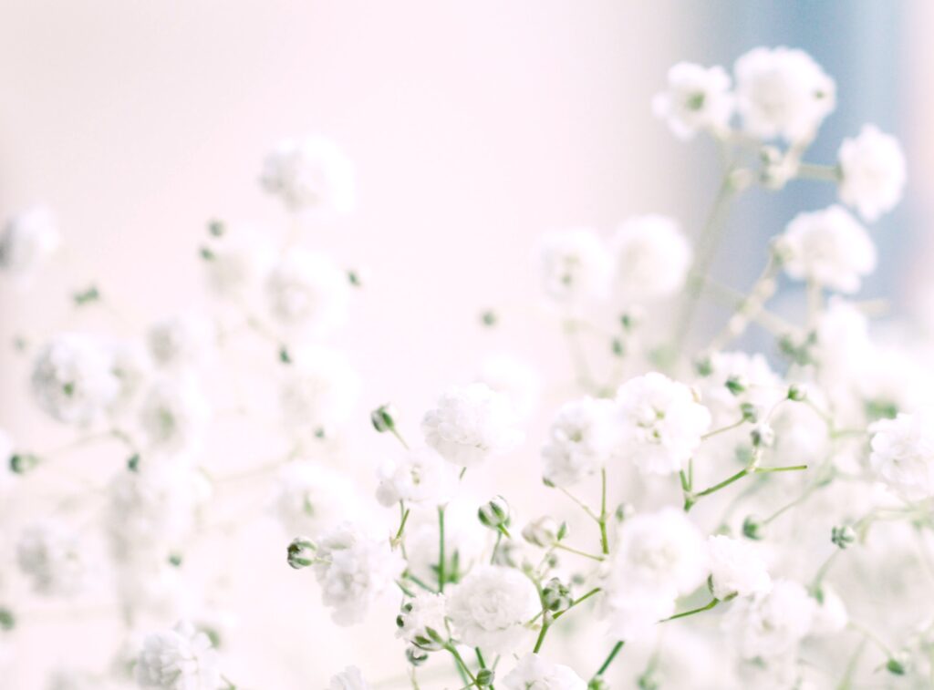 サロンの「観葉植物」紹介♡